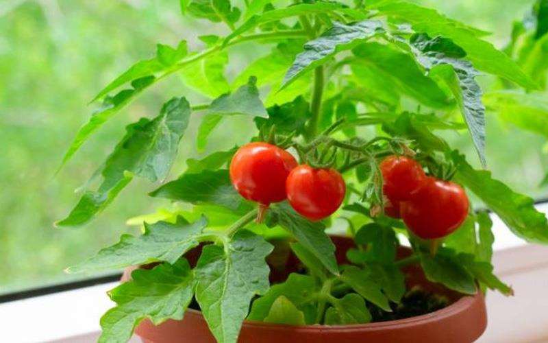 مراحل کاشت گوجه فرنگی در منزل