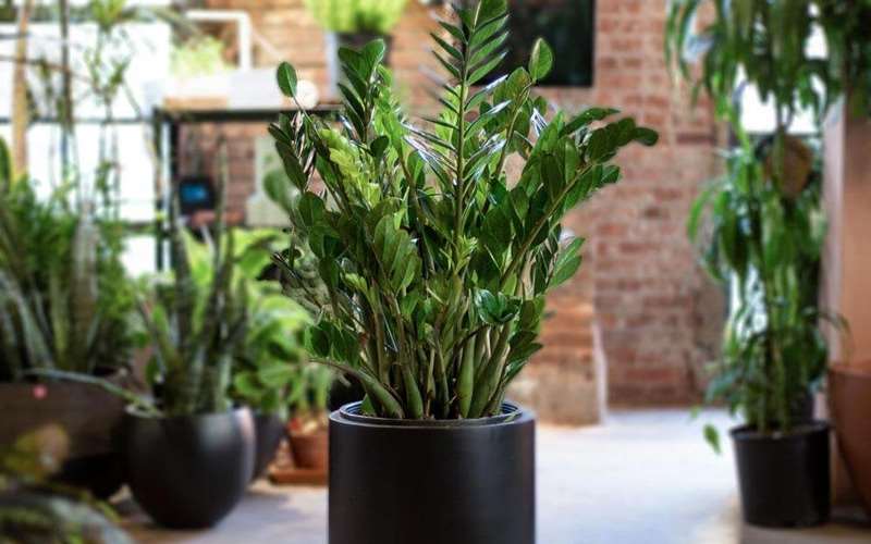 نحوه ی کاشت و تکثیر زاموفیلیا