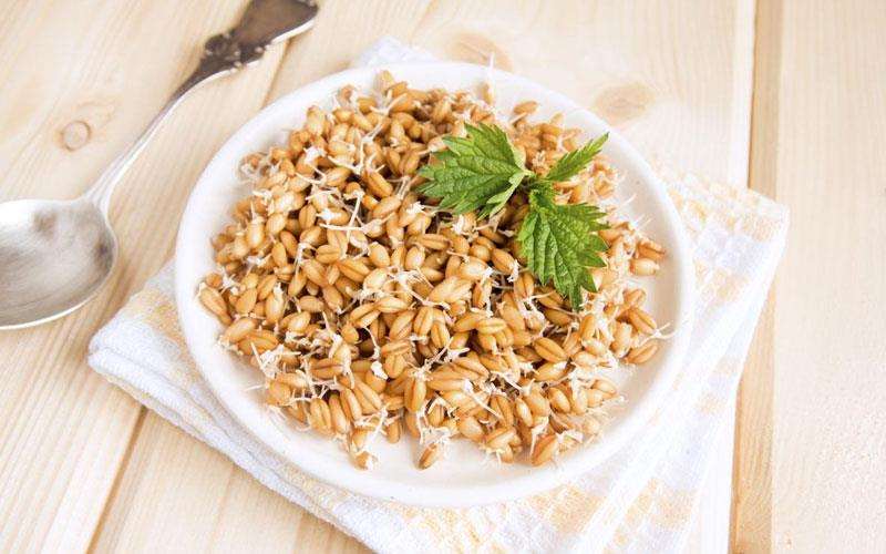 کامل کردن مراحل تهیه جوانه گندم