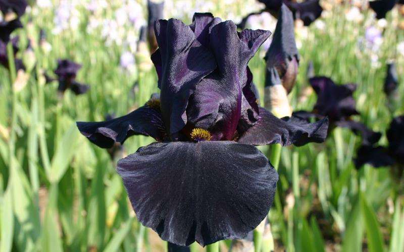 گل زنبق ریشو سیاه یا زنبق ریش جادویی old black magic bearded iris