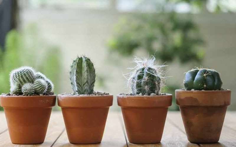 بهترین آموزش نحوه کاشت بذر کاکتوس در منزل