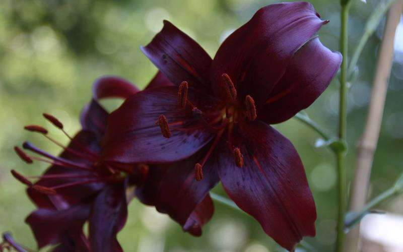سوسن افسون سیاه آسیایی black charm asiatic lily