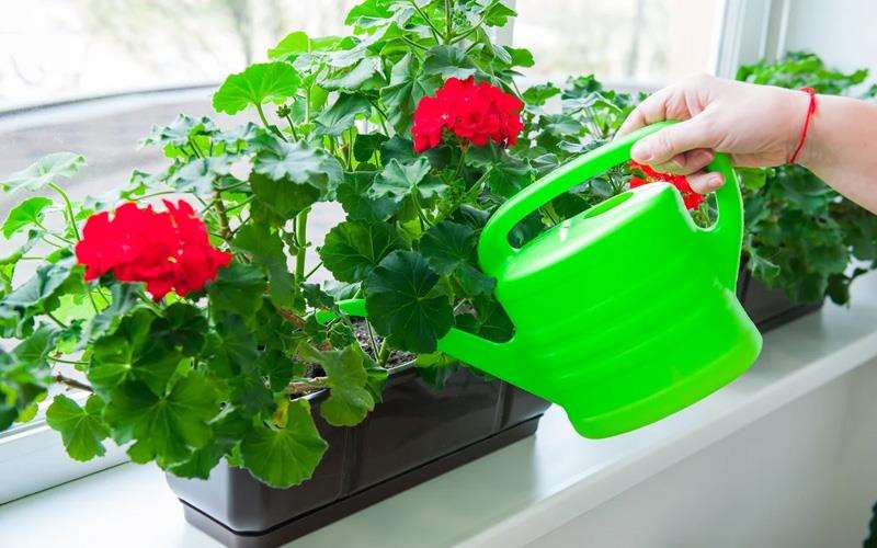 میزان آبدهی گیاه شمعدانی