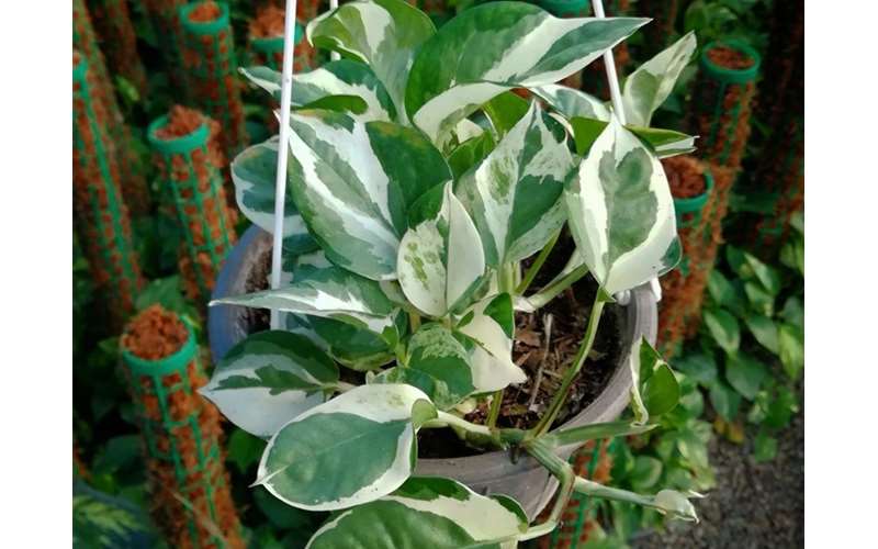 پتوس نقره ای یا ساتن نقره ای
