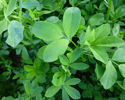 دلیل عدم کارای سموم در کنترل کرم کارادرینا در یونجه
