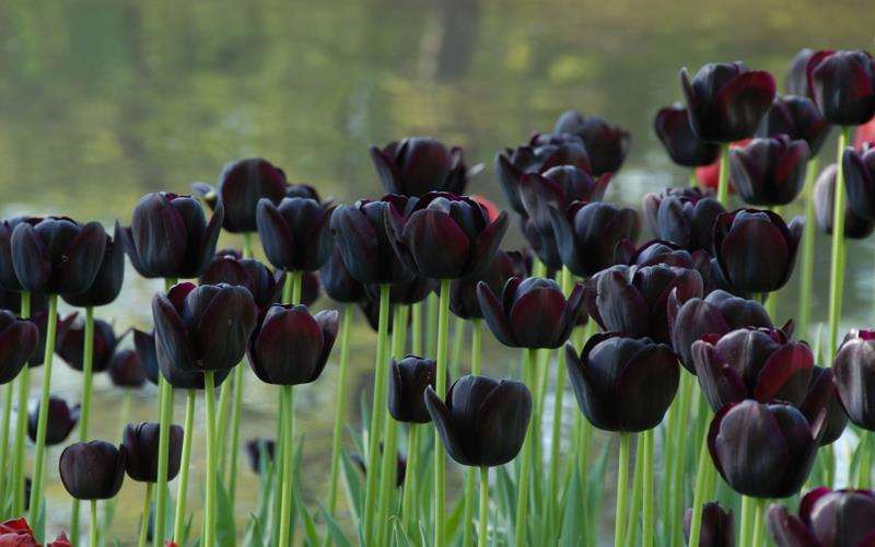 لاله ملکه شب queen of night tulip