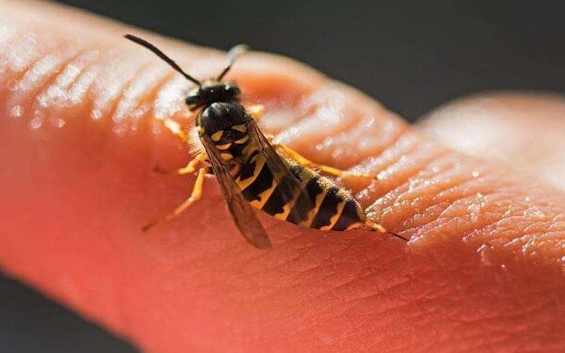 مضرات و خطرات نیش زنبور