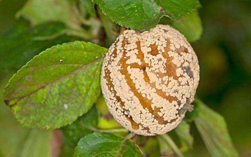 سم قارچ کش مانکوزب چیست
