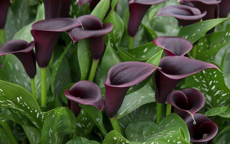 گل شیپوری سیاه black forest calla lily