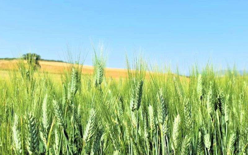 نقش کود فسفر در رشد گندم