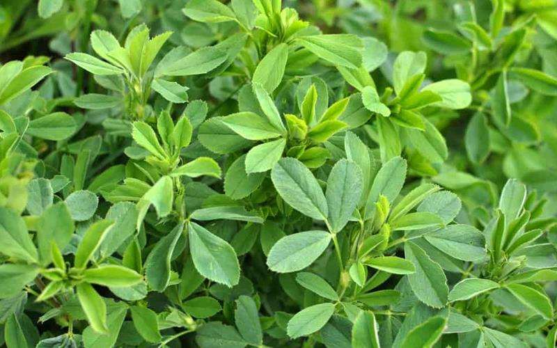 یونجه چیست؟