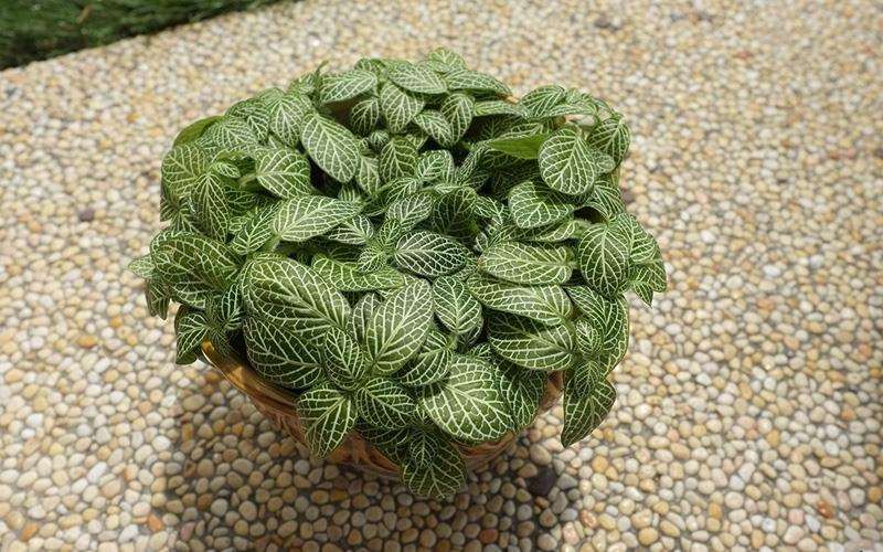 نور مناسب برای نگهداری از گل فیتونیا