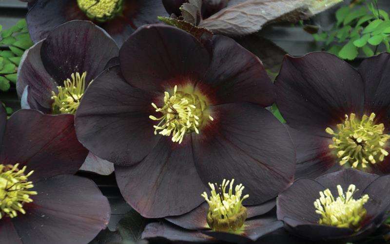 رز نوئل سیاه یا خریق سیاه new York night hellebore