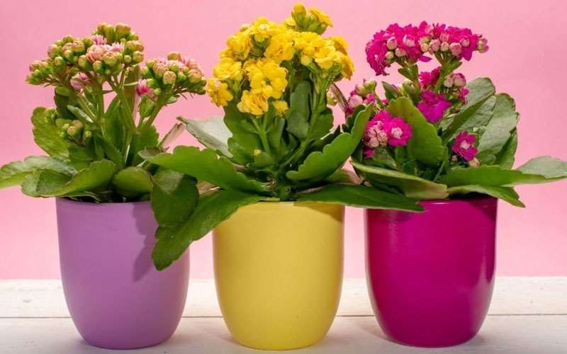 گیاه آپارتمانی کالانکوآ