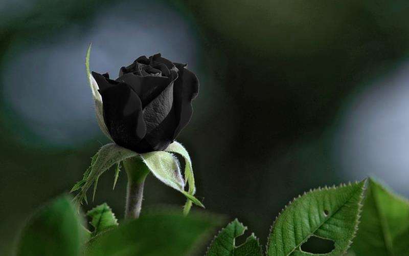 رز سیاه یا بلک رز