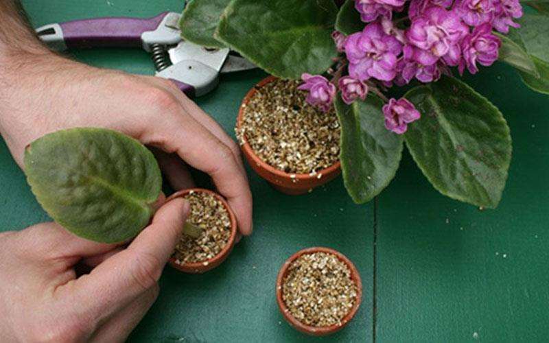 گیاه بنفشه آفریقایی