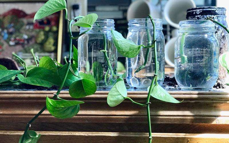 تکثیر گیاه پتوس از طریق برگ
