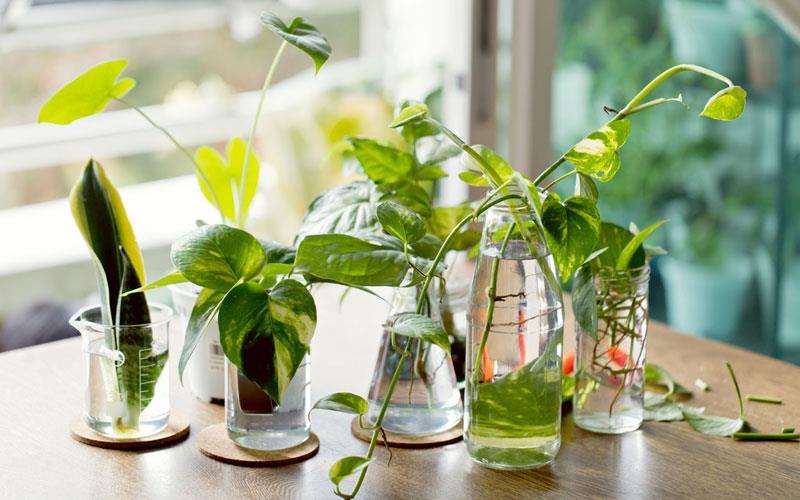 آموزش تکثیر گل‌ های آپارتمانی از طریق برگ