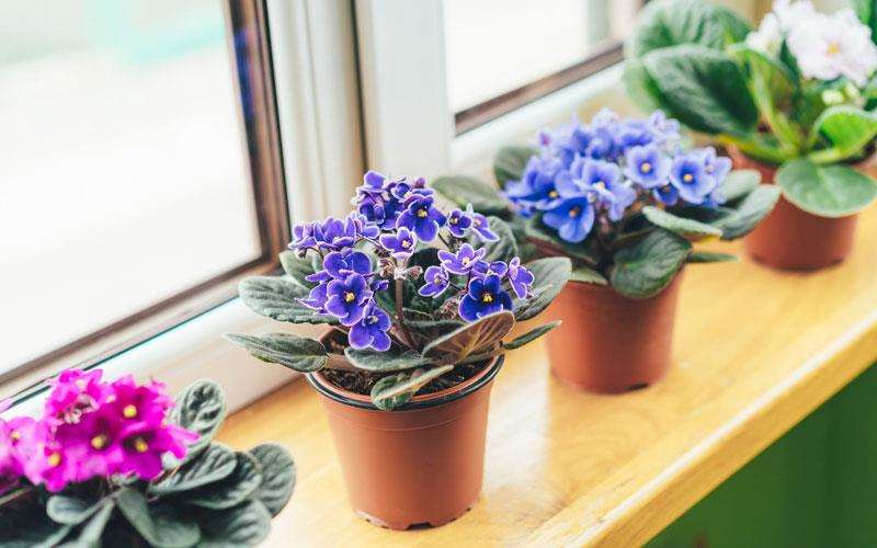 آبیاری بنفشه آفریقایی