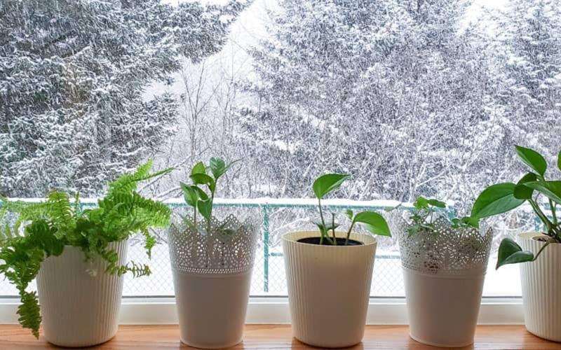 نگهداری گل‌های آپارتمانی در زمستان و فصل سرما