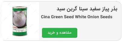 بذر پیاز سفید سینا گرین سید