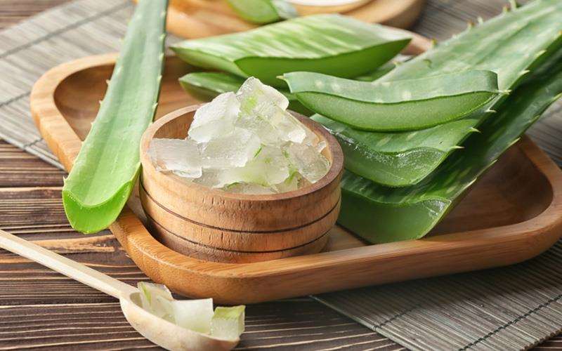 خواص درمانی گیاه آلوئه ورا