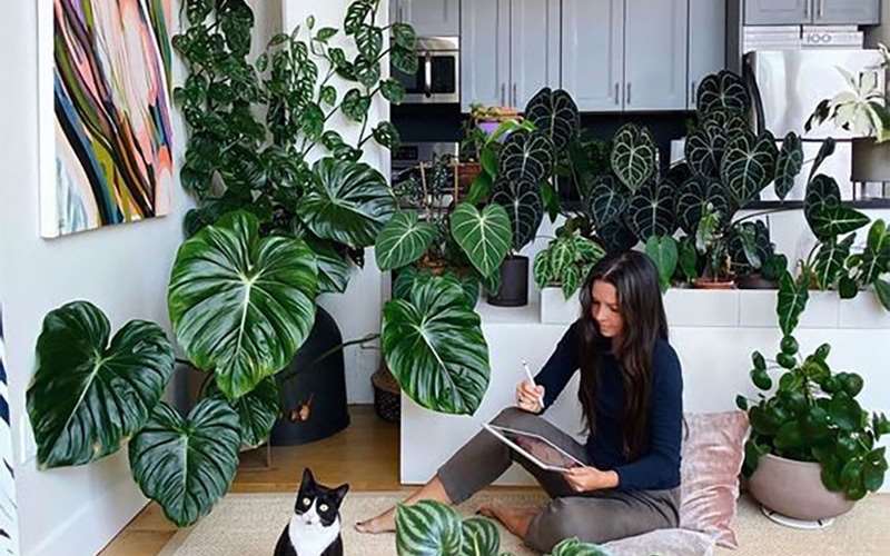 نحوه کاشت گیاه برگ انجیری و شرایط نگهداری از آن