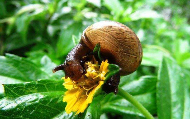 گیاهان جذب کننده حلزون