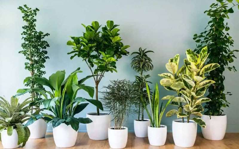 بررسی 10 گیاه آپارتمانی شگفت انگیز