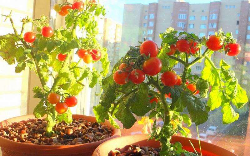 ابزارهای مورد نیاز برای کاشت گوجه فرنگی
