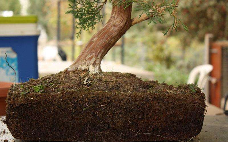 خاک مناسب برای بن سای
