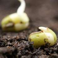 خواب بذر و انواع آن چیست؟