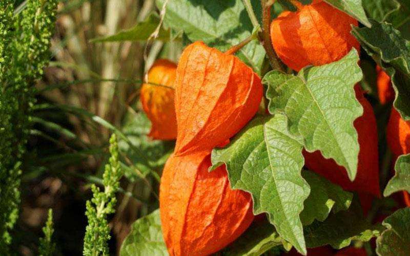 برداشت میوه فیسالیس
