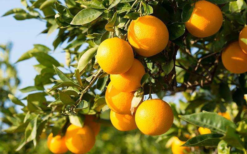 آفات و بیماری های مرکبات + راه مبارزه با آن ها