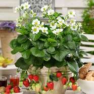 صفر تا صد کاشت توت فرنگی برای خانه دارها