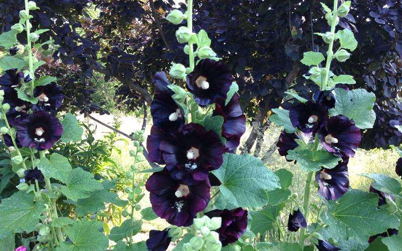 گل ختمی سیاه nigra hollyhock