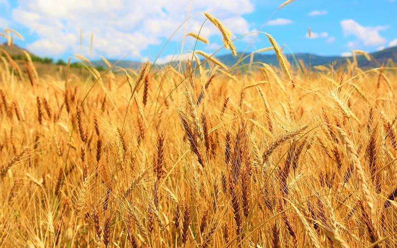 نقش نیتروژن در رشد گندم