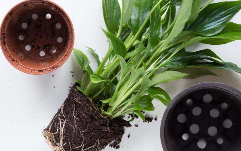 کوچک بودن گلدان برای گیاه