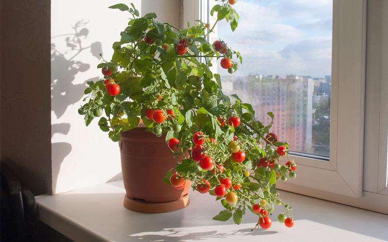 خواص گوجه فرنگی