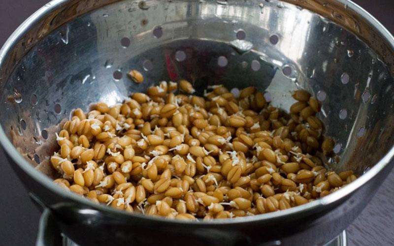 آبکشی کردن گندم ها