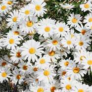 آشنایی با خواص بابونه