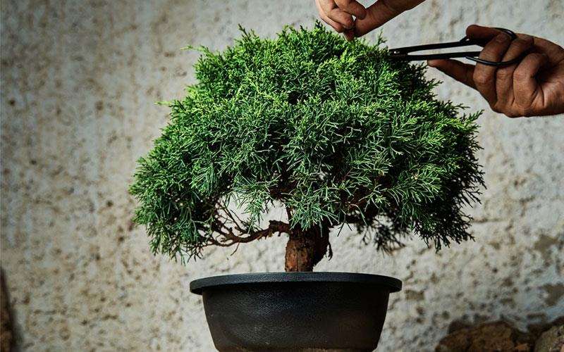 نحوه هرس کردن بن سای