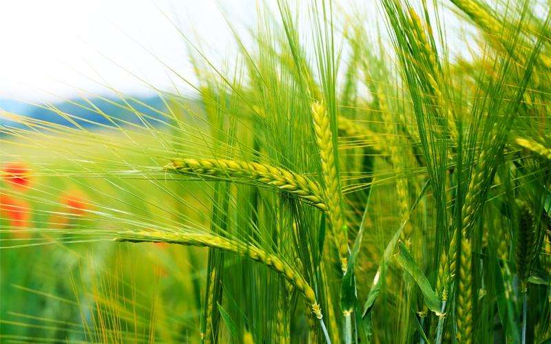 بهترین کود برای رشد گندم