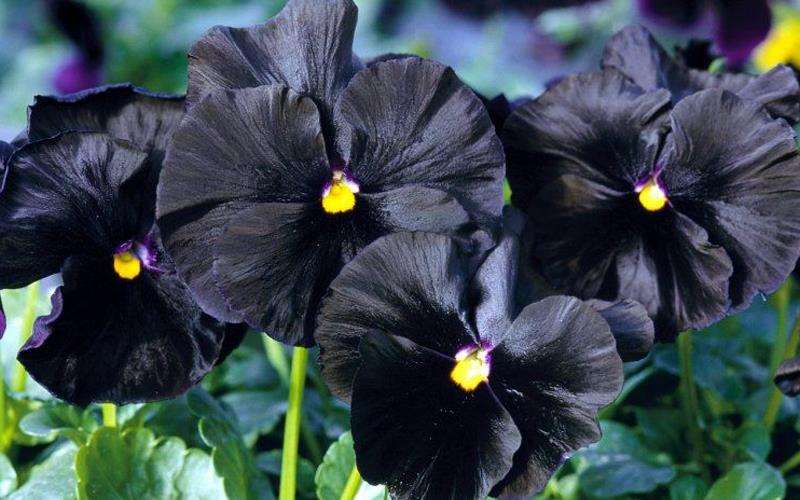 بنفشه سیاه black beauty pancy