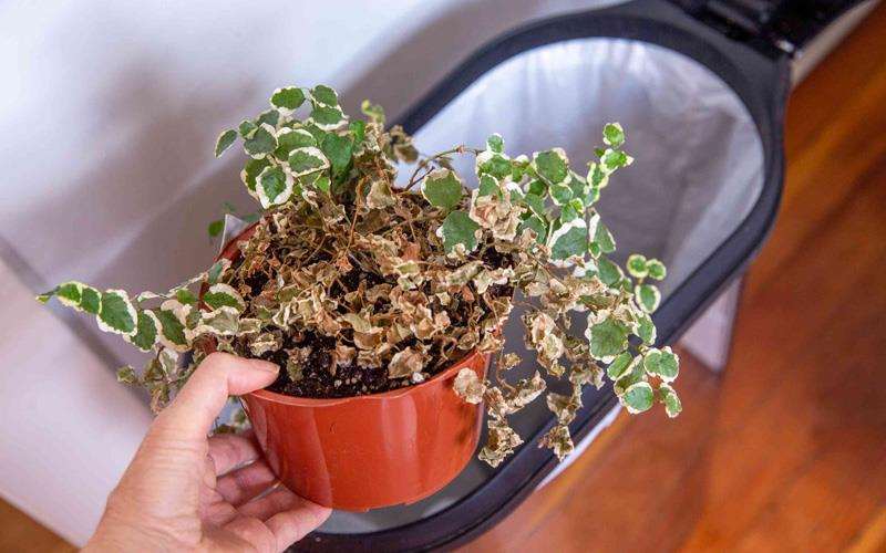 عفونت ویروسی گیاهان آپارتمانی