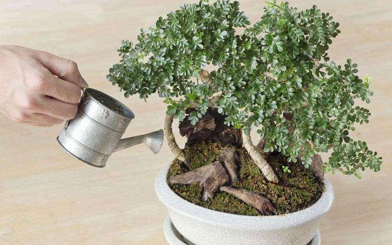 نحوه آب دادن به بن سای