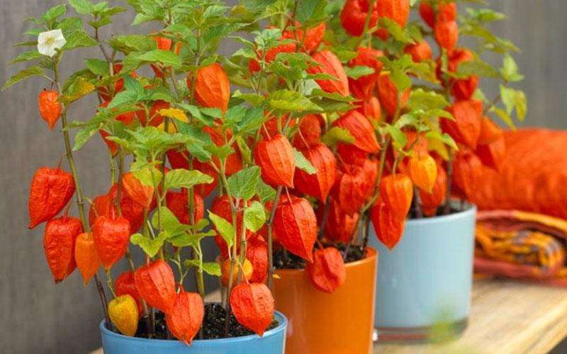 آموزش کاشت و پرورش فیسالیس